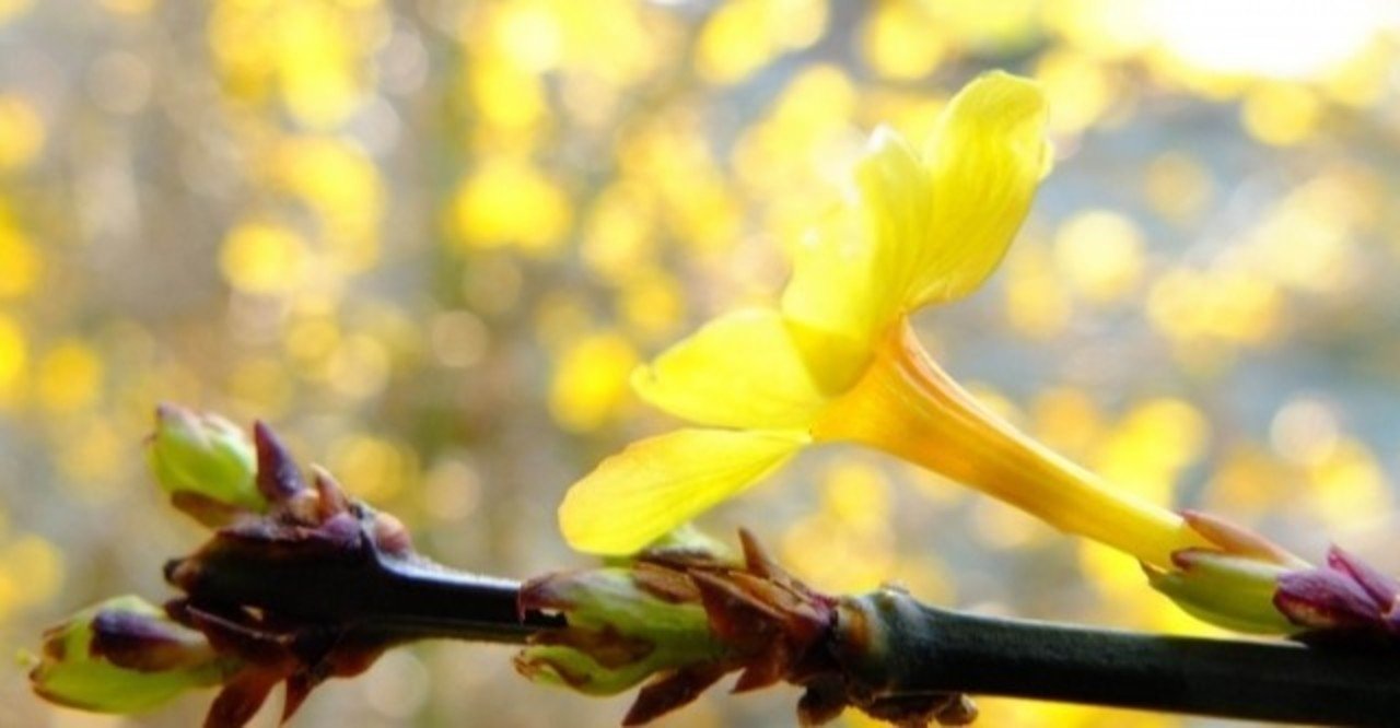 迎春花 梅が付くけど梅じゃない 黄梅についてご存知ですか みんなの女子力 Note 迎春花 梅が付くけど梅じゃない 黄梅についてご存知ですか みんなの女子力 Note