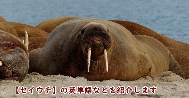 セイウチ の新着タグ記事一覧 Note つくる つながる とどける セイウチ の新着タグ記事一覧 Note つくる つながる とどける