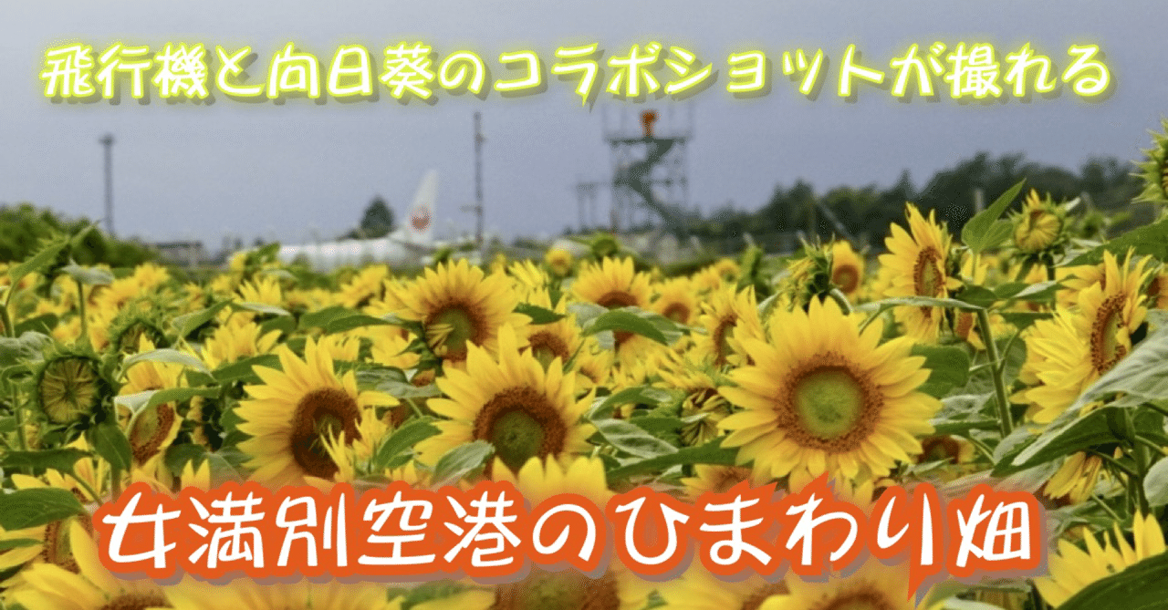 飛行機と向日葵のコラボショットが撮れる女満別空港のひまわり畑 鶴雅リゾートデジタルコンシェルジュ Note