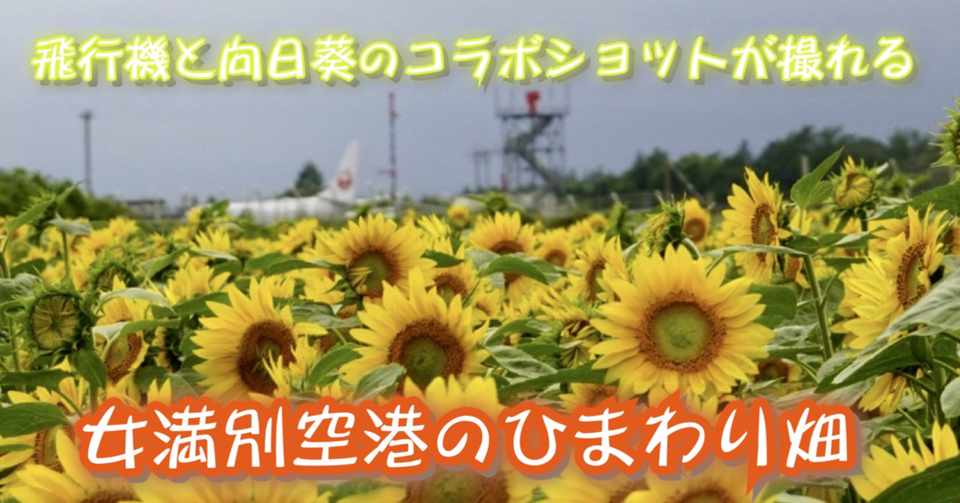 飛行機と向日葵のコラボショットが撮れる女満別空港のひまわり畑 鶴雅リゾートデジタルコンシェルジュ Note