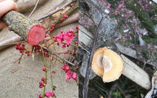 迎春花 梅が付くけど梅じゃない 黄梅についてご存知ですか みんなの女子力 Note 迎春花 梅が付くけど梅じゃない 黄梅についてご存知ですか みんなの女子力 Note