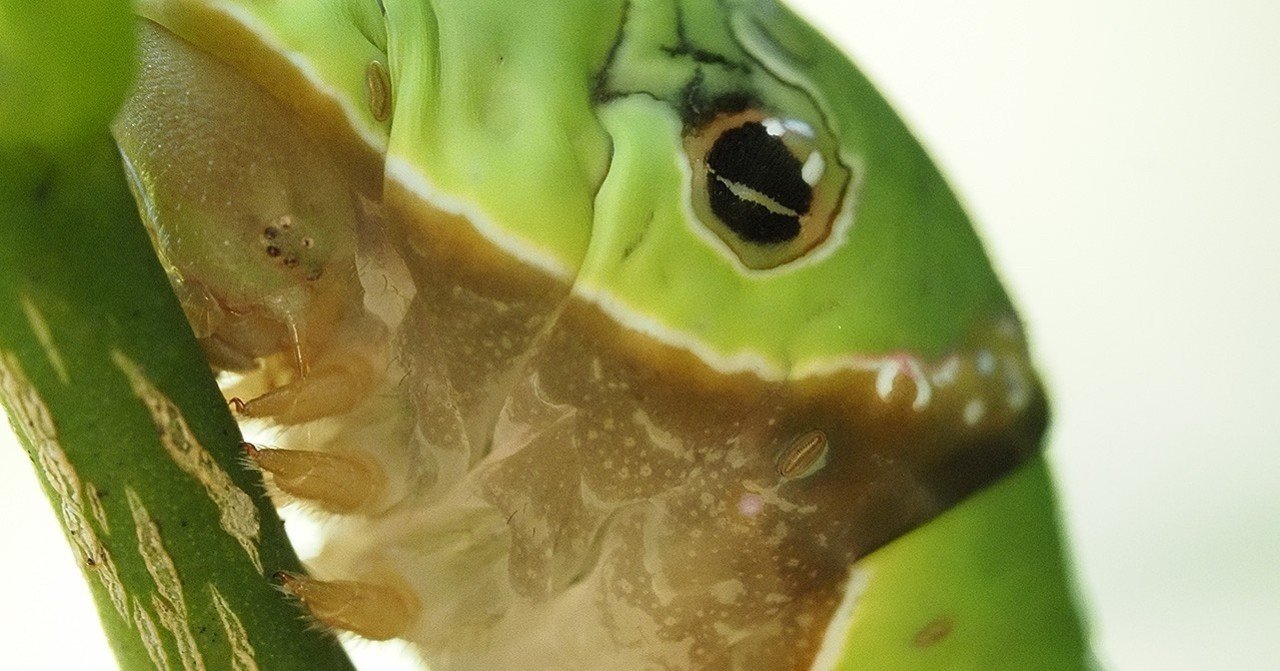 クロアゲハの幼虫 T Koba Note クロアゲハの幼虫 T Koba Note