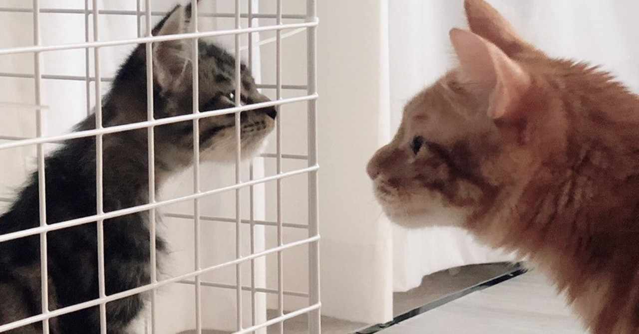 女の子猫 の新着タグ記事一覧 Note つくる つながる とどける