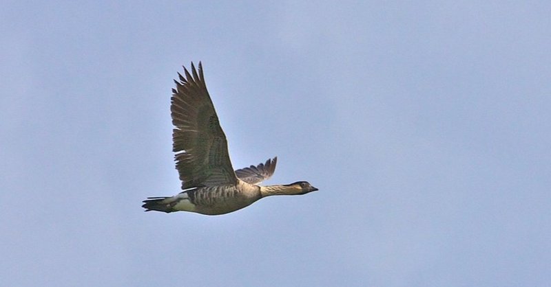 仲睦まじいハワイ州の鳥 ネネ が見られるカウアイ島キラウエア灯台 Yass Aloha Connector Note 仲睦まじいハワイ州の鳥 ネネ が見られるカウアイ島キラウエア灯台 Yass Aloha Connector Note