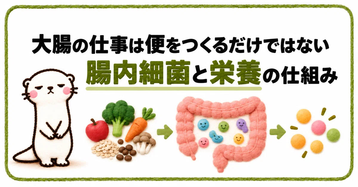(3) What does the large intestine need? | Gut bacteria, short-chain ...