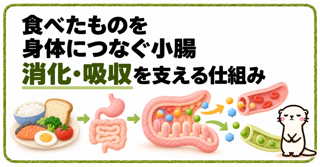 (2) The small intestine that connects what you eat to your body ...