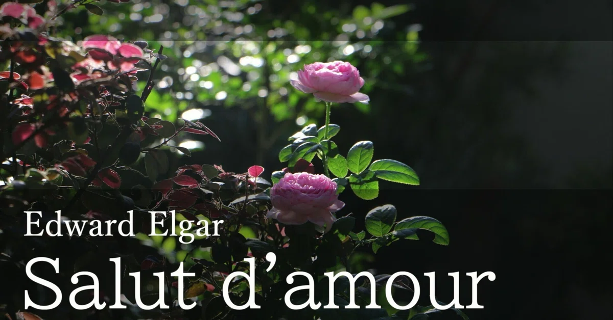 [12 Transposed Versions] Salut d'amour / Sheet Music and Accompaniment ...
