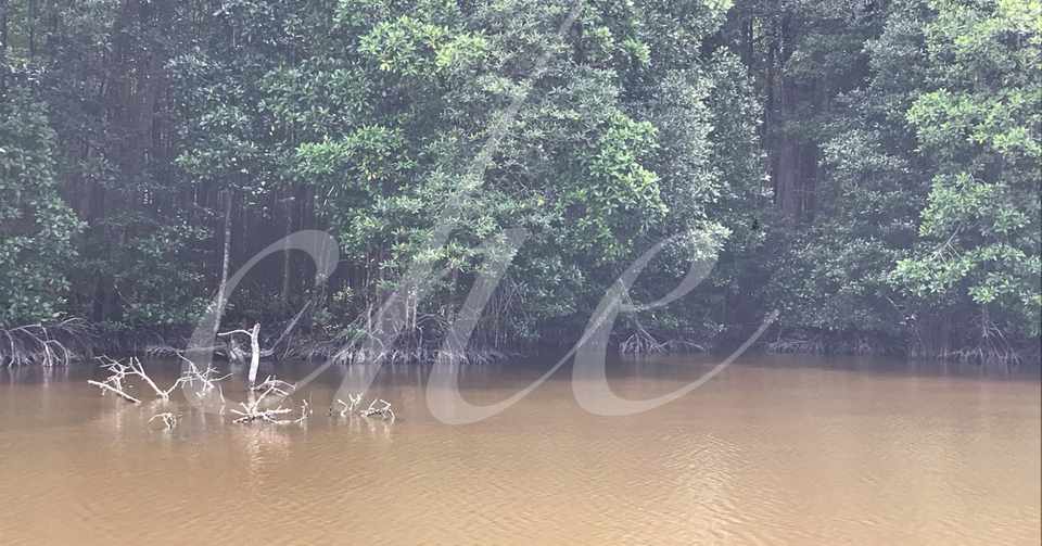 マレーシア最大のマングローブ Mantang Mangrove Forest Resorve Che Note