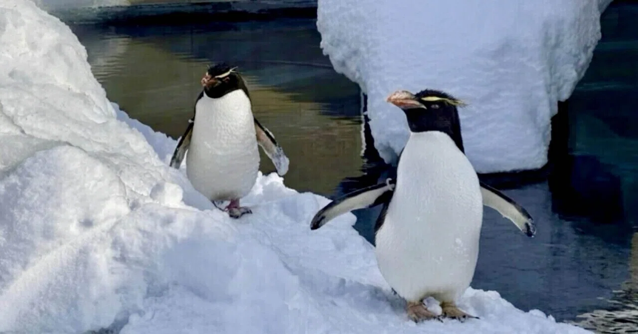 🐧 The Cold-Sensitive Rocker | Asahiyama Zoo—Surf & Turf XXXV