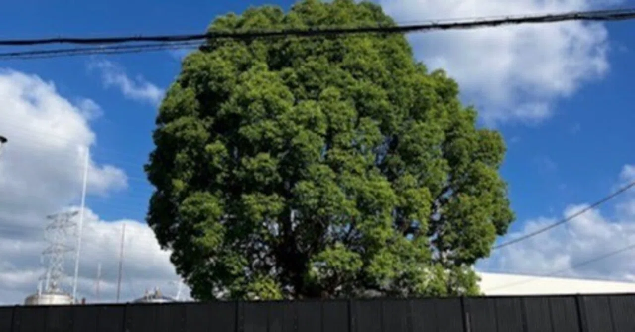 A large camphor tree I encountered on my commute?｜宝塚市の家具屋さん【十二十家具（とにとかぐ）】