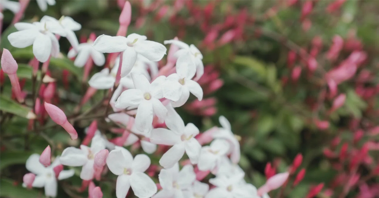 Pink Jasmine｜ui | luomu