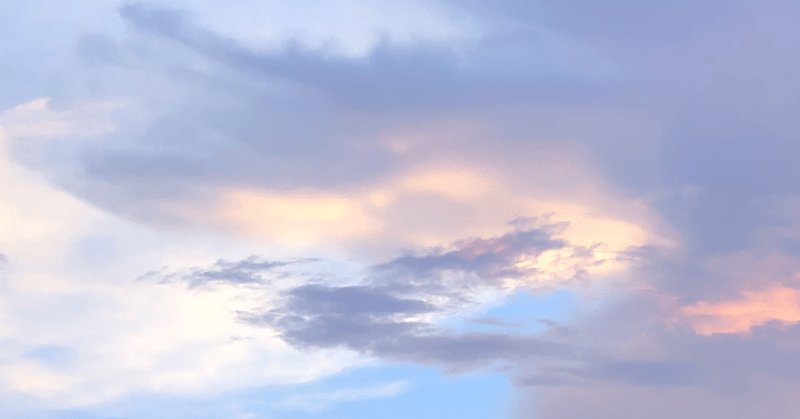 雨と鮪と子猫の夏