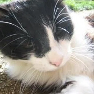 カナヅチ猫