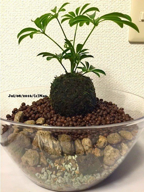 シェフレラの苔玉にひとめ惚れして 連れて帰ってまた島っぽくしてみた 笑 Nao Note