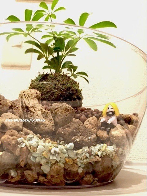 シェフレラの苔玉にひとめ惚れして 連れて帰ってまた島っぽくしてみた 笑 Nao Note