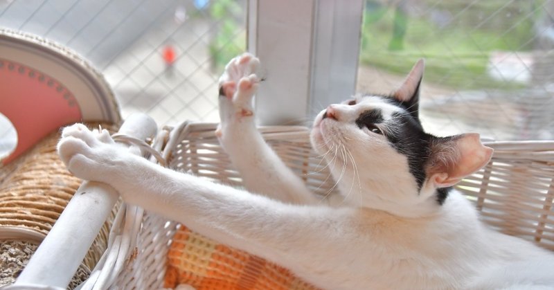 新にゃん来ました 保護猫カフェ駒猫 Note