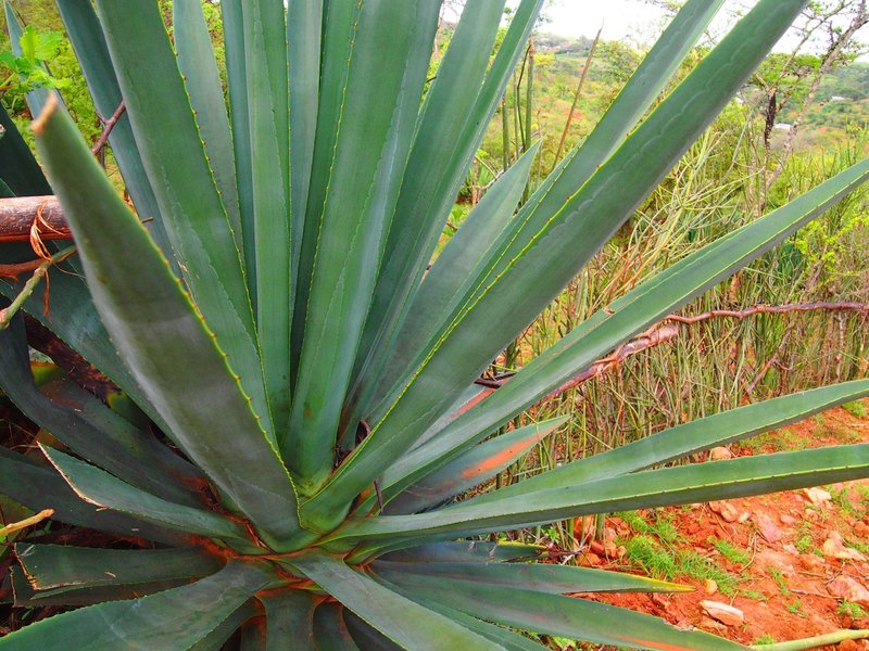 ケニアモノづくり紀行 土の色で見る貧富の差 ひかる かご専門店orikago代表 Note