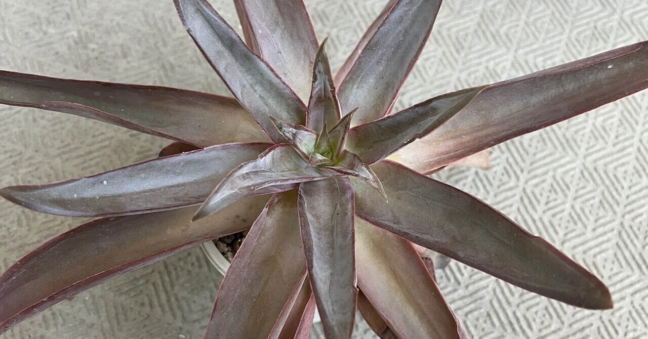 Succulent Study #2.5 Appendix | Our 