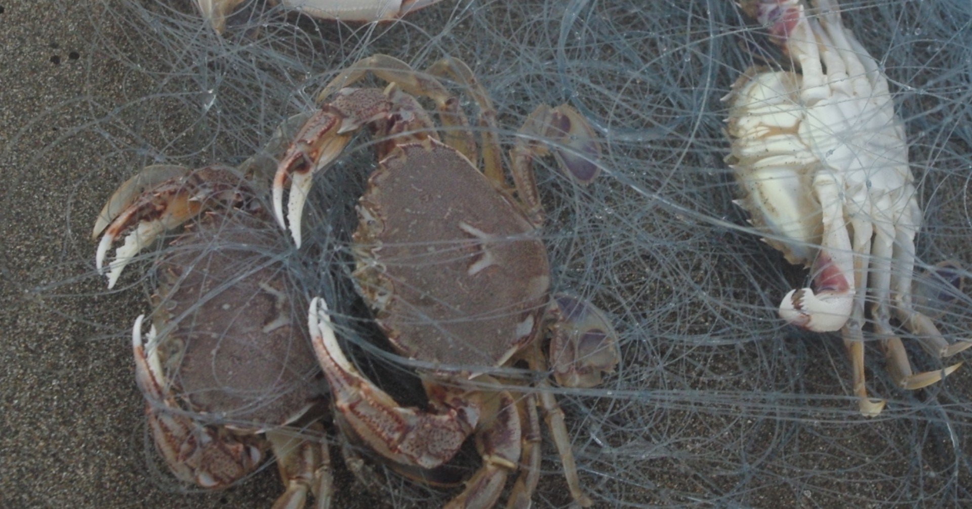 外房流のカニ網でのヒラツメガニ釣り 森川漁網店 玉置標本 Note 外房流のカニ網でのヒラツメガニ釣り 森川漁網店 玉置標本 Note