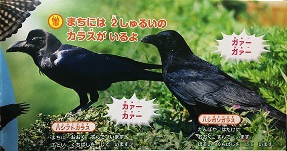 アホウドリのくちばし Pirokichi Note