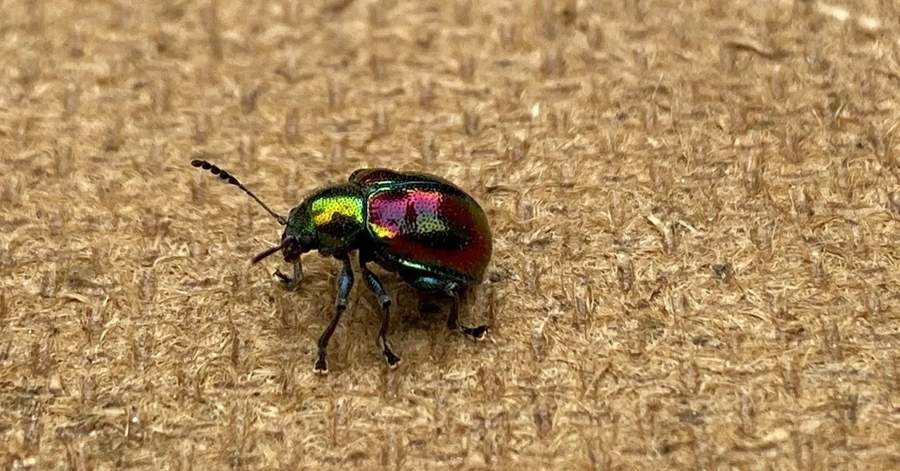 ハムシの一種 Beetleハムシ ウクライナ Insect Islands メタリック
