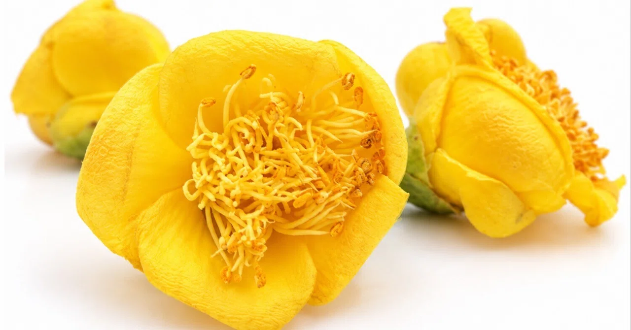 A Single Golden Flower: 