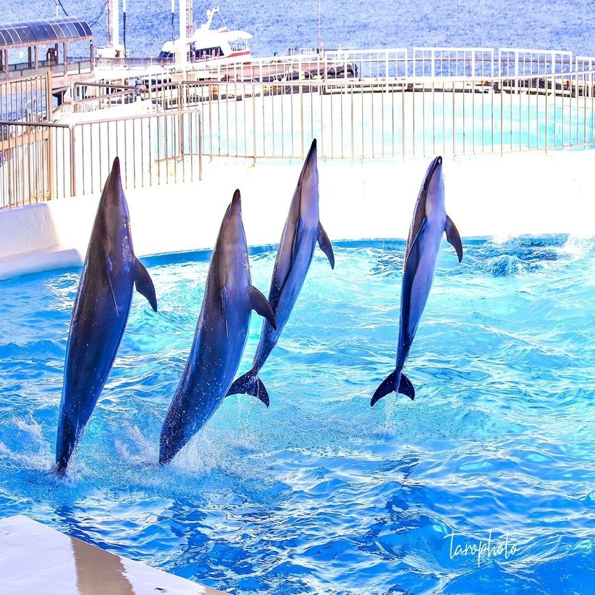 インテリア写真 イルカショー イルカショーのジャンプ（名古屋港水族館）の写真素材 [FYI07827527