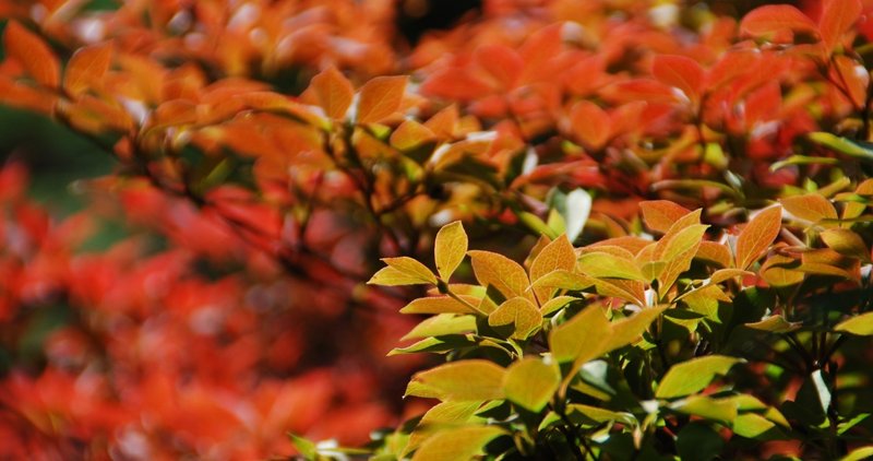 0004 女王蜂 1978 市川崑 おとまさき note