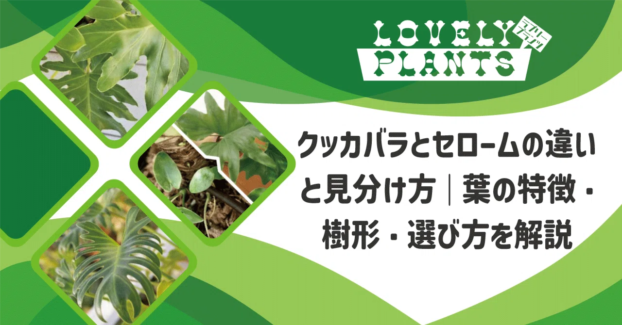 Differences and How to Distinguish Between Thaumatophyllum Xanadu and ...