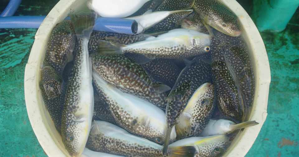 大原のショウサイフグカットウ釣りで80匹達成 利永丸 玉置標本 Note