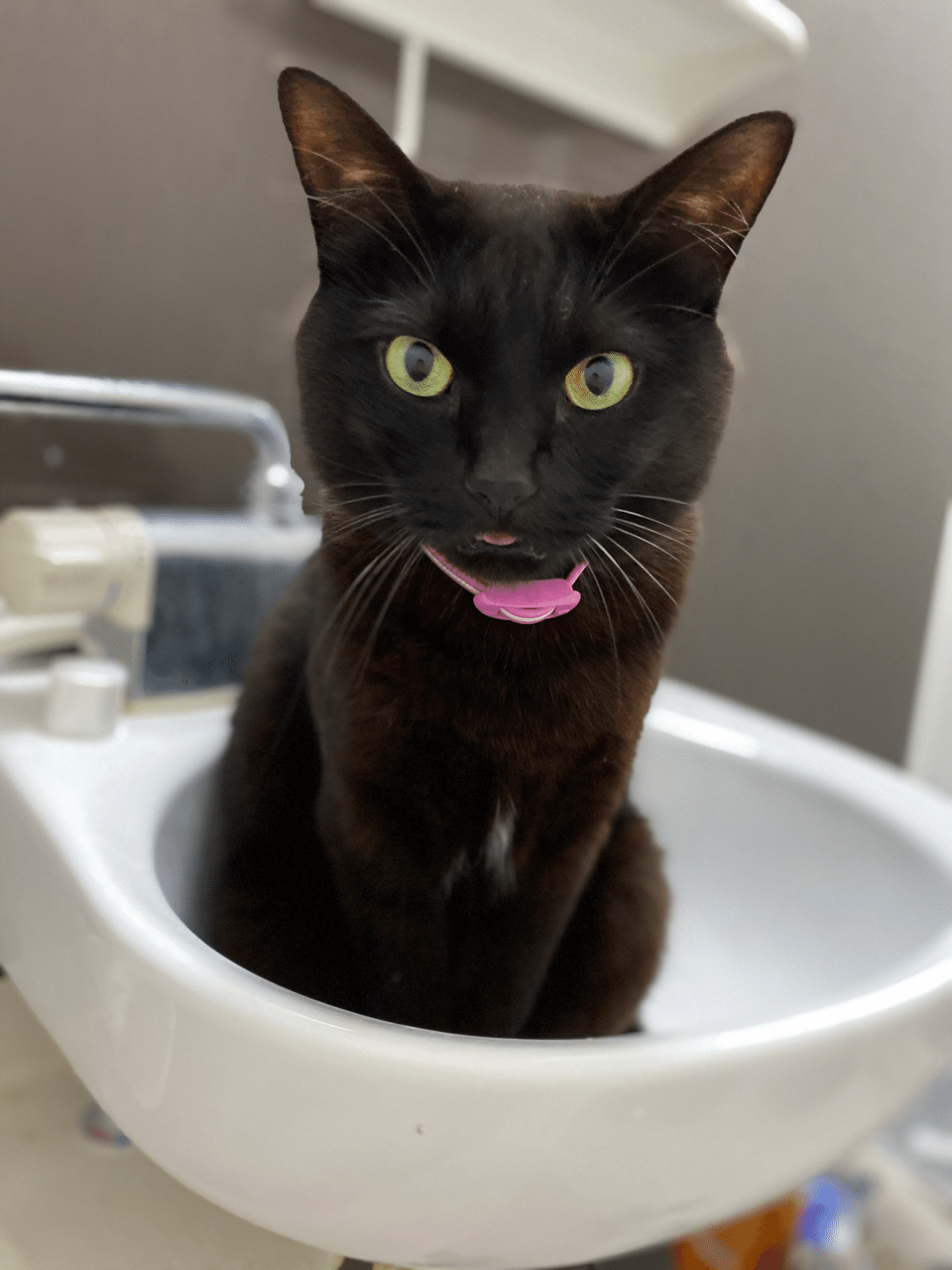 黒猫 ボンベイについて 飼って分かった性格と特徴 猫わずらいとちょこさん Note