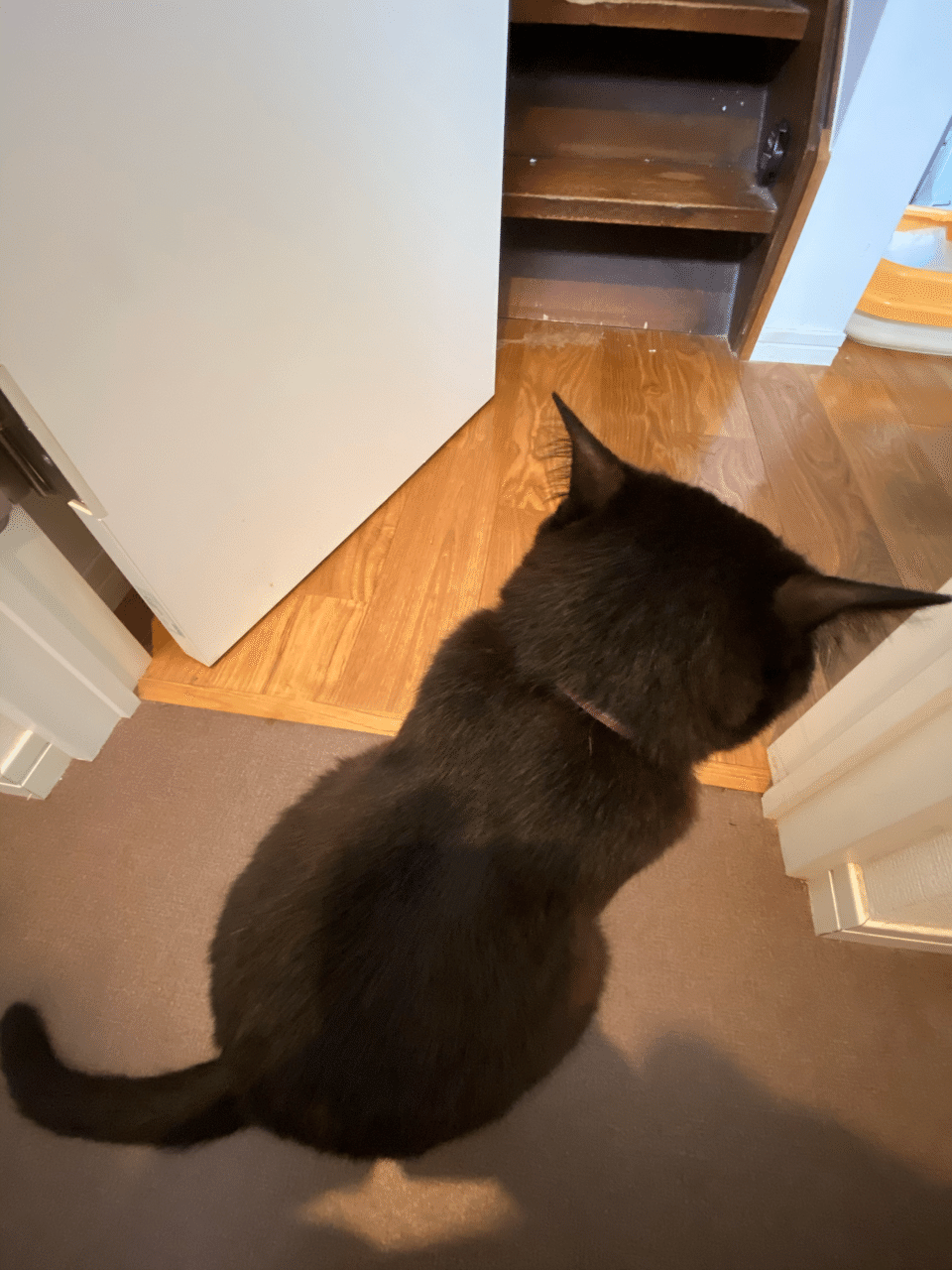 黒猫 ボンベイについて 飼って分かった性格と特徴 猫わずらいとちょこさん Note