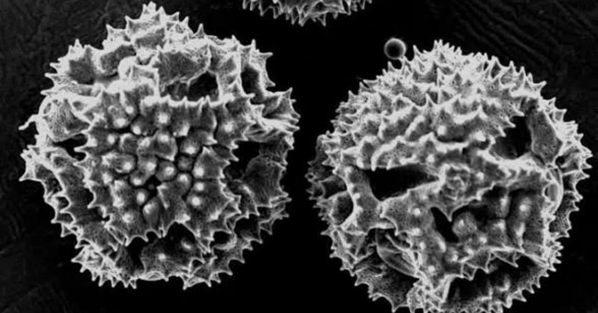 Bacteria do not 'multiply,' they 'follow conditions'—Epidemiology from ...