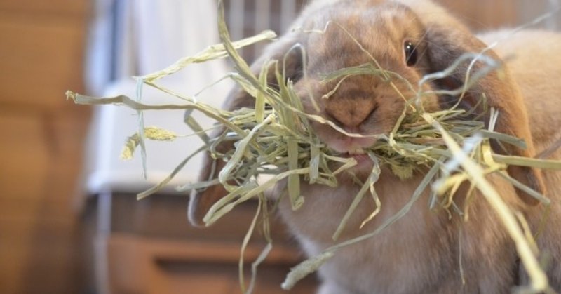 ウサギと楽しく暮らす50の方法22巻 42 43 ウールーズ Heureuse Note