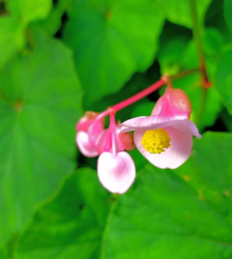 相思ひ草❀.*･ﾟ🌺断腸花❀.*･ﾟ