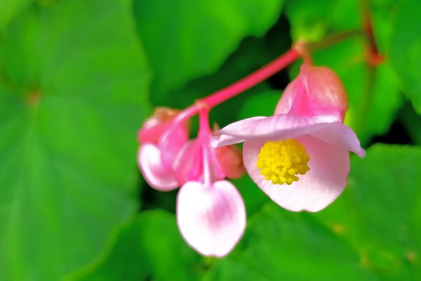 秋海棠の花言葉片思い可憐な人繊細恋の悩みなど の新着タグ記事一覧 Note つくる つながる とどける