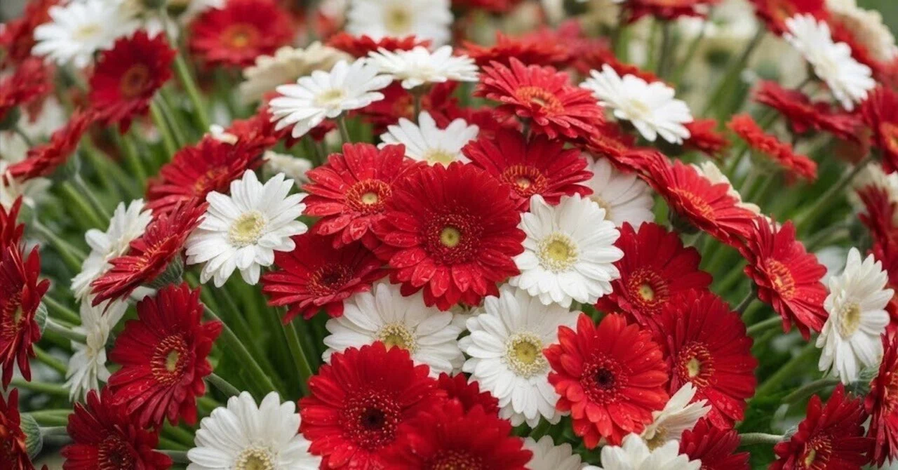 Run away with me. The red circle and the two-colored flowers. Fiction ...