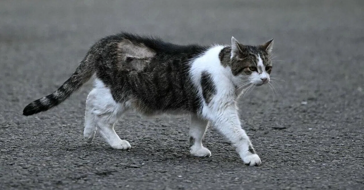 Larry, the Cat at 10 Downing Street, Returns to 'Official Duties' After ...