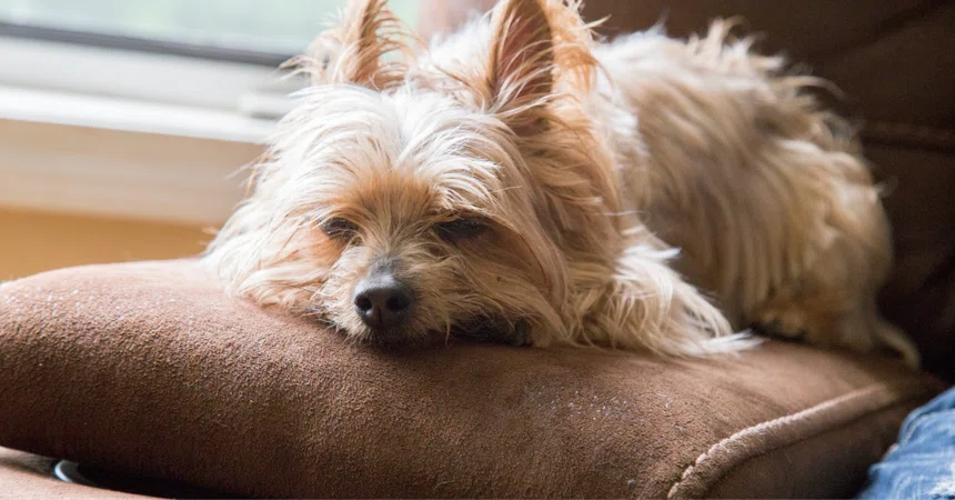 What pet owners should consider when worried about steroid side effects ...