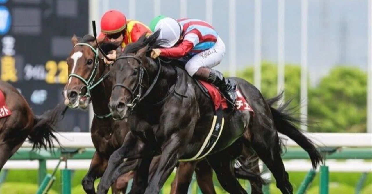 [Top Contender Introduction] Kikuka Sho 2026: Lobchen Aims for the 9th ...