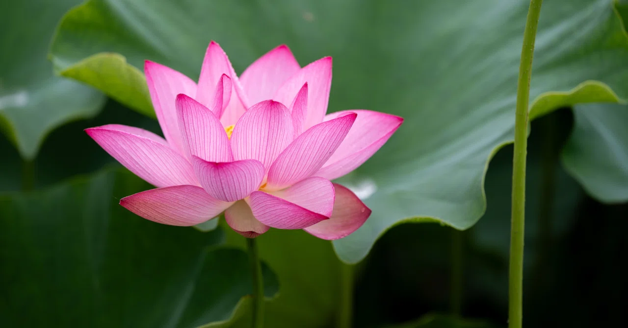 #86 Ahimsa and Daya｜sami@yogamarga