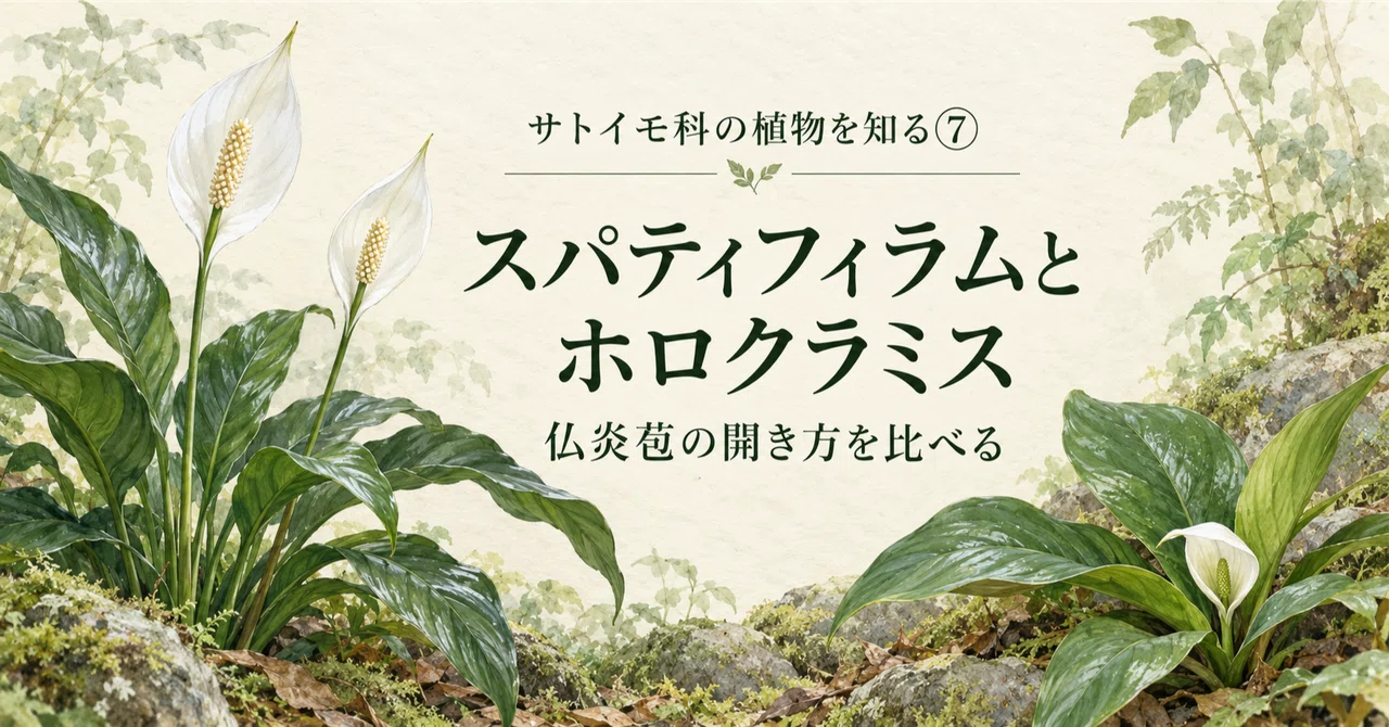 Learning about Araceae Plants Part 7: Spathiphyllum and Holochlamys ...