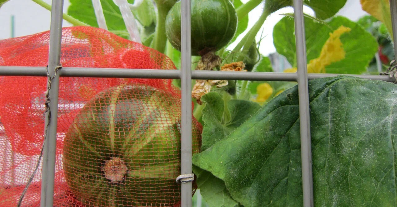 Winter Squash and Winter Solstice Squash Part 5｜May