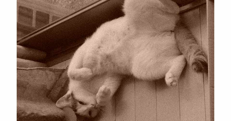 飼い猫かわらの避妊手術 その三 猫の抜糸をどう防ぐ 音楽帳工房 Note