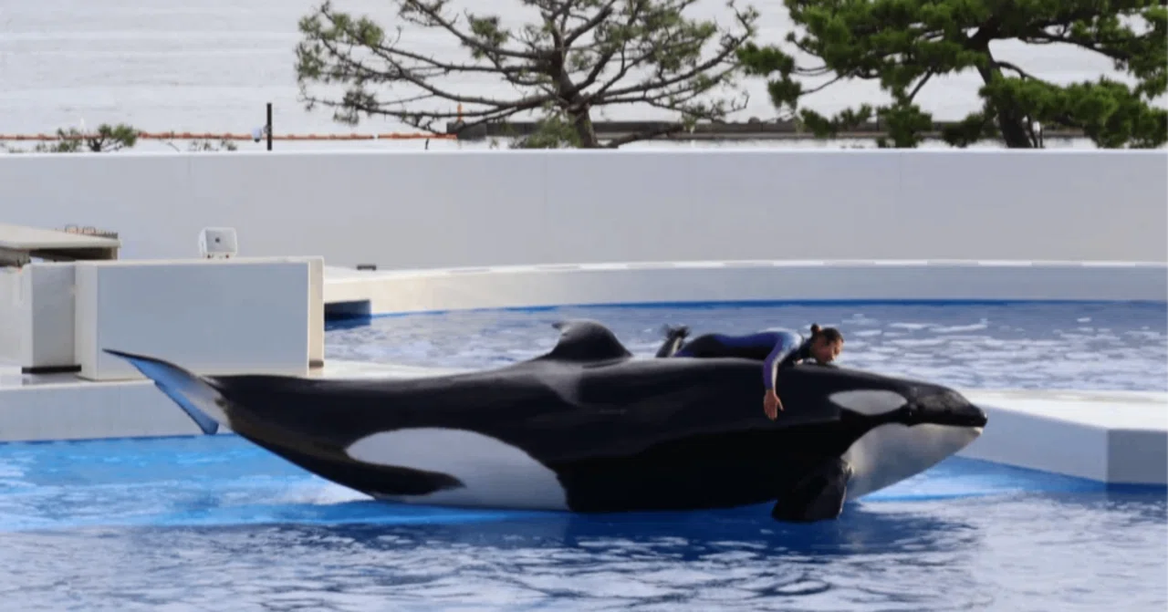Orca Life｜Adry編集部