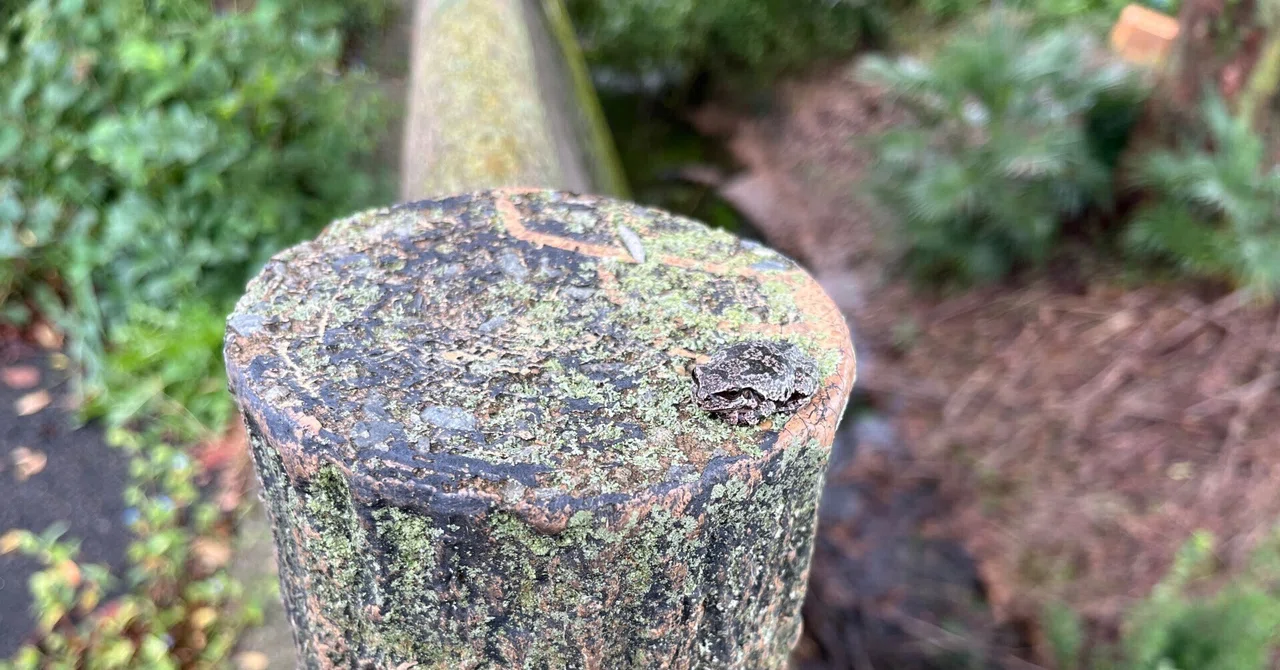 Frog Mimicry Change_In the Neighborhood｜wandering_bell