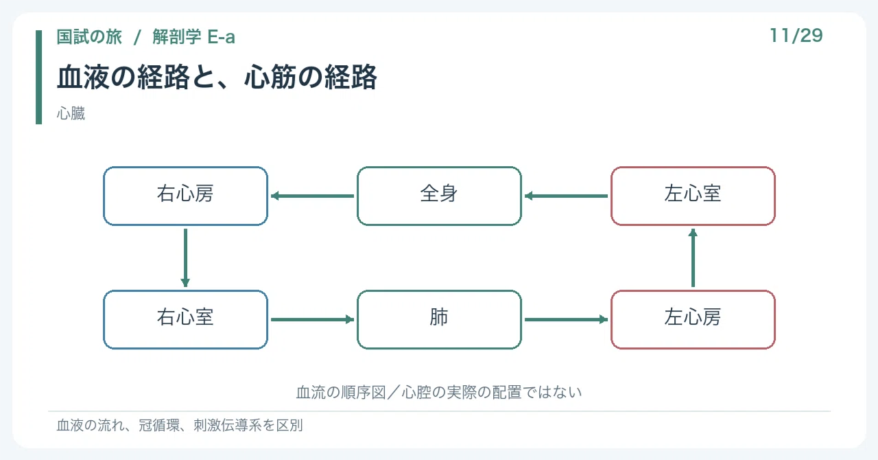 [🔵 Detailed Explanation | Chapter 1: National Exam Journey | Anatomy 11 ...