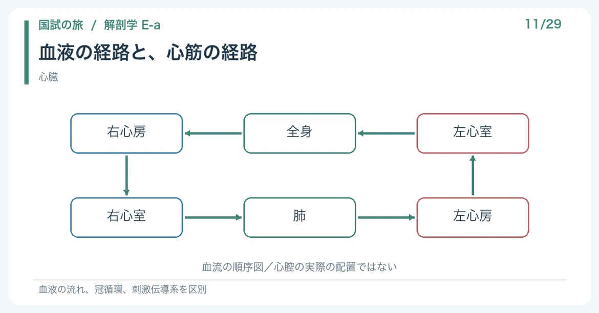 [🔵 Detailed Explanation | Chapter 1: National Exam Journey | Anatomy 11 ...