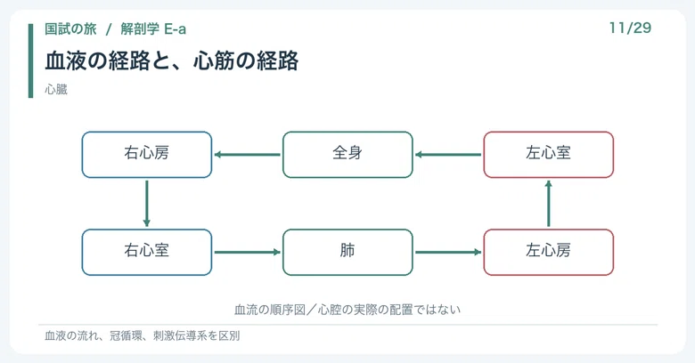 [🔵 Detailed Explanation | Chapter 1: National Exam Journey | Anatomy 11 ...