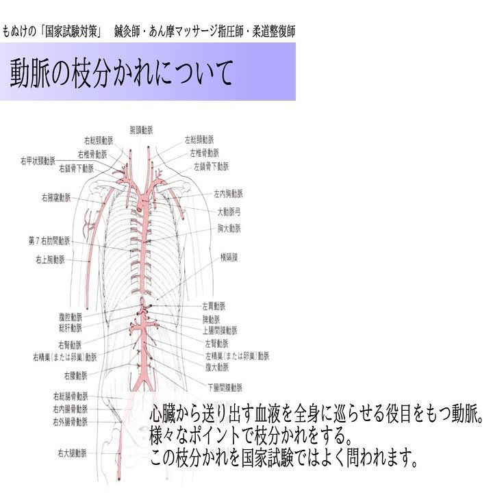 解剖学 図解イラストとゴロ合わせで簡単 動脈の枝のまとめ 覚え方 森元塾 国家試験対策 Note